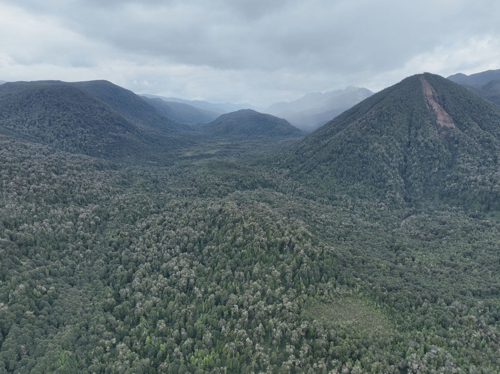 Aerial view of the Valdivian rainforest in the Aysén region