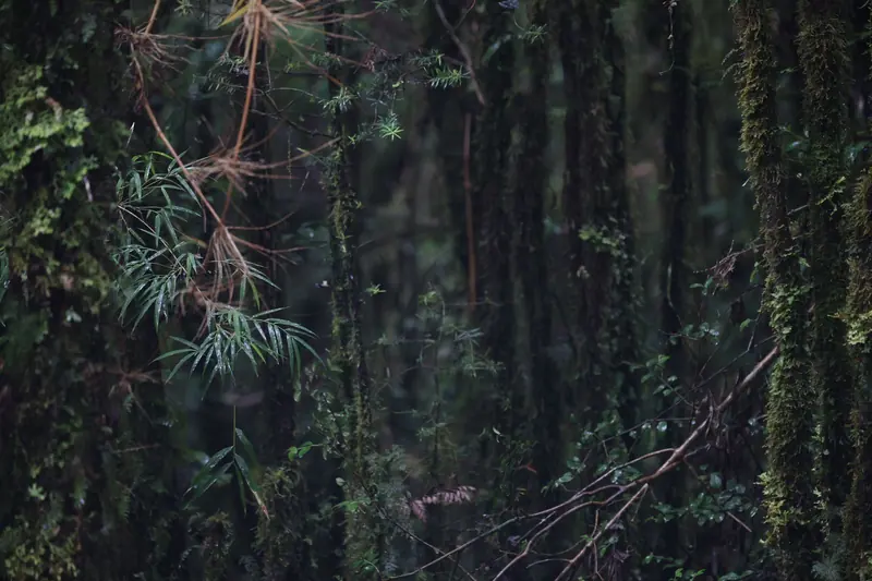 Dense temperate rainforest with bamboo and vines